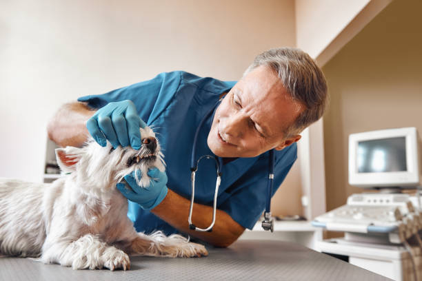 Best Emergency Care for Gum Disease in Trophy Clu, TX